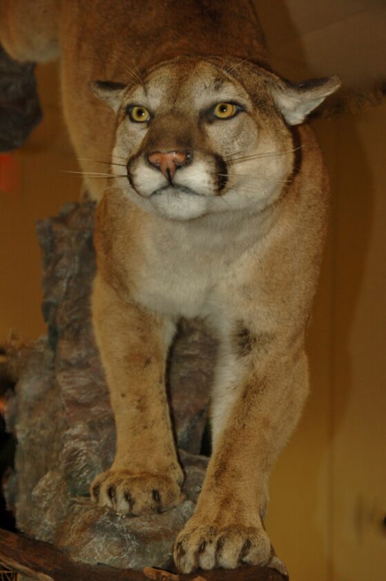 updates-on-the-familiar-and-not-so-common-wildlife-species-in-iowa